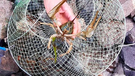 Свежие новости: В Вознесенском районе рыбоохранный патруль достал из Южного Буга 200 раколовок