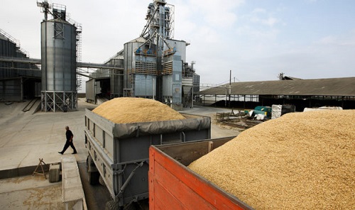 Свежие новости: Аграрный фонд подозревает кражу зерна на 200 миллионов гривен