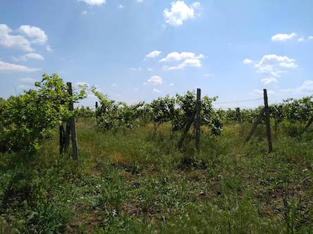 Свежие новости: Беспредел на Николаевщине: зерно вывозят, в людей стреляют, сотрудников ГП увольняют