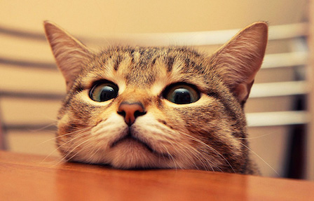 Свежие новости: Избиение кота резиновой палкой обошлось киевскому живодеру в полгода отсидки