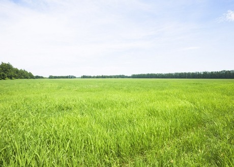 Свежие новости: Прокуратура инициировала вопрос возврата государству незаконно занятого на Николаевщине участка стоимостью 400 тысяч