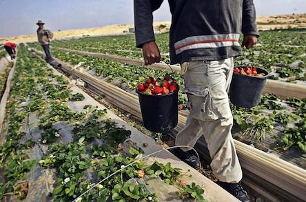 Свежие новости: Украина и Польша намерены заключить сделку о сезонных работниках