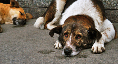 Свежие новости: В Николаеве у четырех бродячих собак обнаружили сердечный глист, передающийся человеку - заболели уже два николаевца