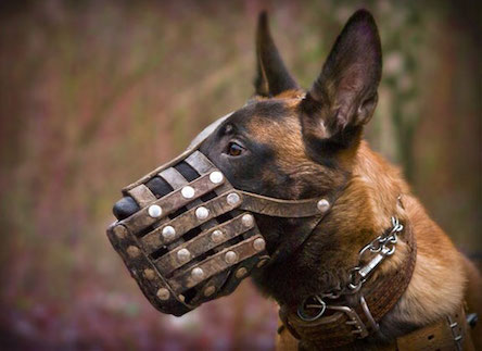 Свежие новости: Труханов обязует одесситов выгуливать собак в намордниках