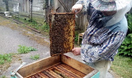 Свежие новости: Николаевская аграрка создаст собственную пасеку