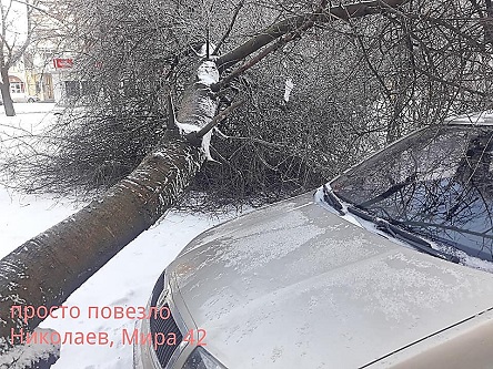 Свежие новости: В Николаеве перед капотом припаркованного во дворе автомобиля рухнуло дерево