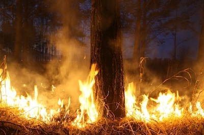 Свежие новости: На Николаевщине за сутки трижды горели лесные массивы: подозревают поджоги
