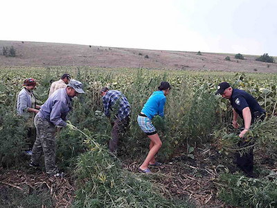 Свежие новости: На Николаевщине полицейские нашли 2 тысячи кустов конопли, выросших на поле подсолнечника