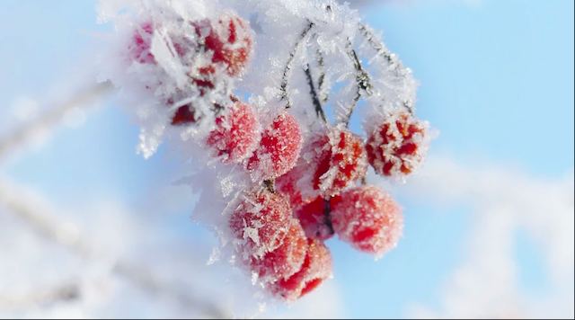 Свежие новости: В Україні буде холодно, місцями сніг, вночі подекуди до -22°