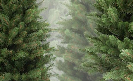 Свежие новости: Николаев купит новогоднюю ёлку у одесситов