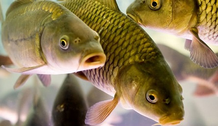 Свежие новости: «Нибулон» планирует возродить рыбную отрасль