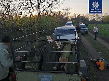 Свежие новости: В Николаеве патрульные задержали трех мужчин, которые незаконно срубили около 10 деревьев
