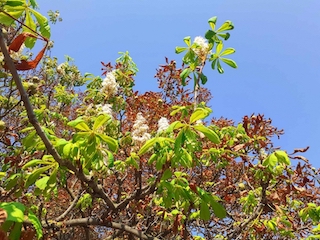 Свежие новости: У Миколаєві в серпні розцвіли каштани