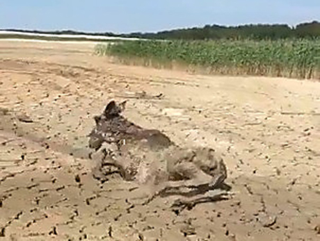 Свежие новости: В Житомирской области освободили двух лосей, которые застряли в глине
