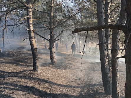 Свежие новости: У Христофорівському лісництві Баштанського району двічі горіла хвойна підстилка