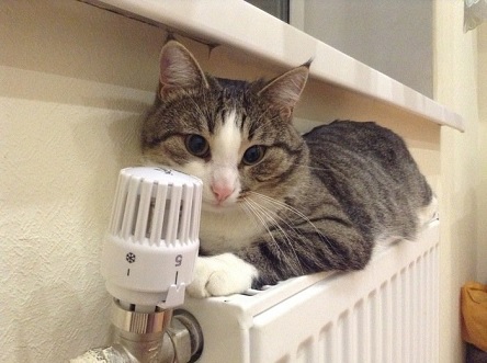 Свежие новости: Без осадков и мороз до -6°: погода в Николаеве в среду