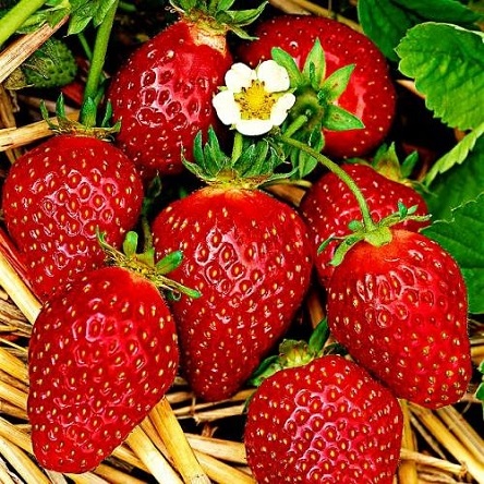 Свежие новости: Цена на клубнику в Украине стала рекордной