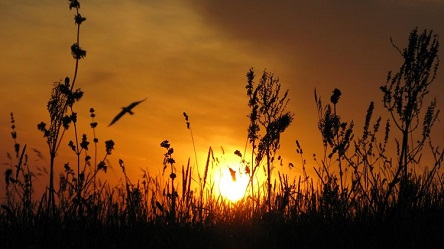 Свежие новости: Понедельник в Украине будет теплым, на западе и юге пройдут дожди