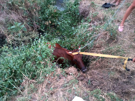 Свежие новости: В Новой Одессе корова упала в канализационный колодец