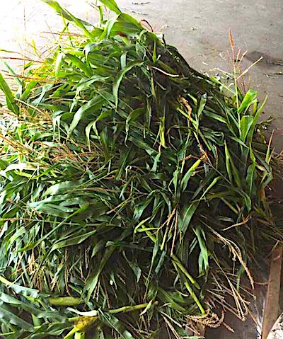 Свежие новости: ВИДЕО. Против лиц, незаконно резавших кукурузу на полях, возбуждено уголовное дело