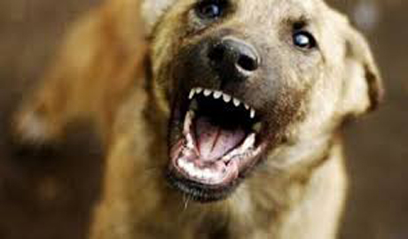 Свежие новости: В Николаеве бродячая собака укусила школьника, который закрыл собой младшую сестру