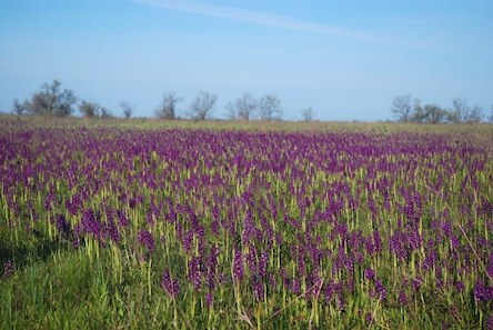 Свежие новости: На Николаевщине расцвело самое большое в Европе поле диких орхидей
