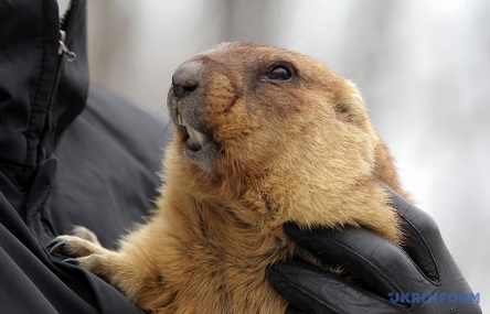 Свежие новости: ВИДЕО: Сурок Тимка предсказал, когда в Украину придет весна