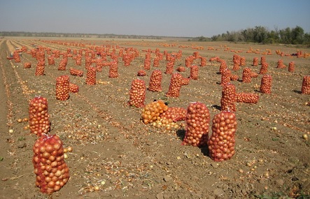 Свежие новости: Трудотерапия на полях: на Николаевщине школьники собирали урожай вместо учебы