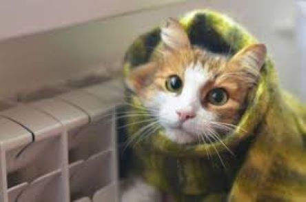 Свежие новости: К отопительному сезону готова половина зданий