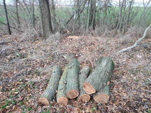 Свежие новости: В Вознесенском районе незаконно вырубили деревья на ₴375 тысяч