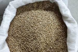 Свежие новости: В Доманевке злоумышленники вынесли с фермы почти 60 кг пшеницы