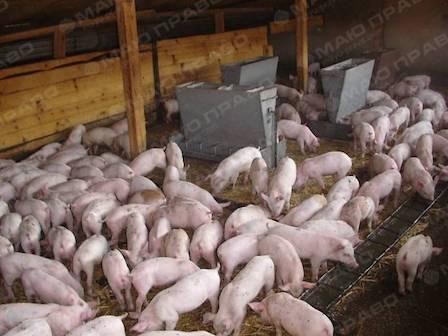 Свежие новости: В Новом Буге нашли свалку свиных трупов