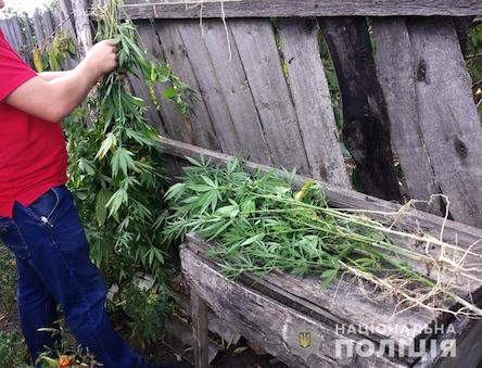 Фото новости: В Новом Буге мужчина с матерью выращивали наркорастения и хранили уже собранный, высушенный «урожай» Свежие новости: В Новом Буге мужчина с матерью выращивали наркорастения и хранили уже собранный, высушенный «урожай»