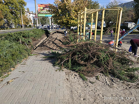 Свежие новости: В сквере Николаева срубили несколько кустов можжевельника, чтобы протянуть кабель к детской площадке