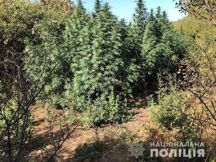 Свежие новости: В Вознесенске изъяли 86 кустов сортовой конопли