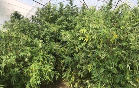 Свежие новости: В Одесской области изъяли наркотиков на четыре миллиона гривен