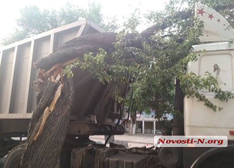 Свежие новости: В центре Николаев дерево рухнуло на автомобиль — заблокировано движение трамваев