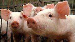 Свежие новости: На ферме в Доманевке зафиксировали чуму свиней