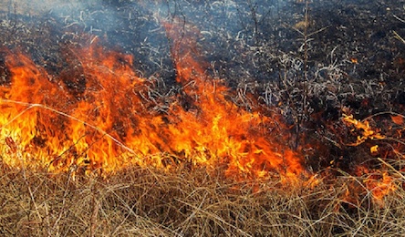 Свежие новости: Минулої доби вогнеборцями Миколаївщини ліквідовано 3 пожежі сухостою