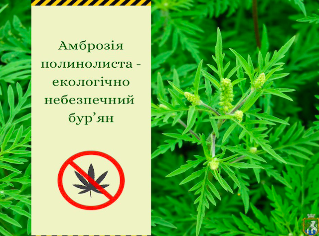 Свежие новости: У Південноукраїнську борються з амброзією – найсильнішим алергеном літа