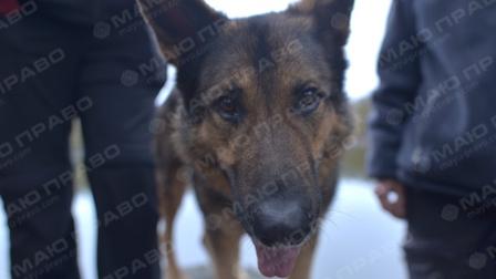 Фото новости: В Николаеве определялись, что делать с бездомными собаками Свежие новости: В Николаеве определялись, что делать с бездомными собаками