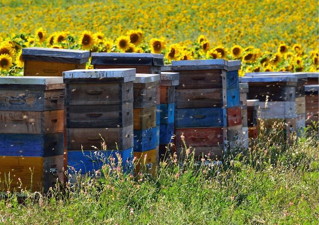 Свежие новости: До уваги бджолярів! Оновлено порядок видачі ветеринарно-санітарного парспорта пасіки