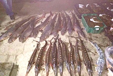 Свежие новости: Рыбная ОПГ. В Николаевской области нанесли удар по рыбной мафии