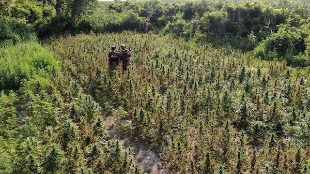 Свежие новости: Под Херсоном нашли поле марихуаны с урожаем на 10 миллионов гривен