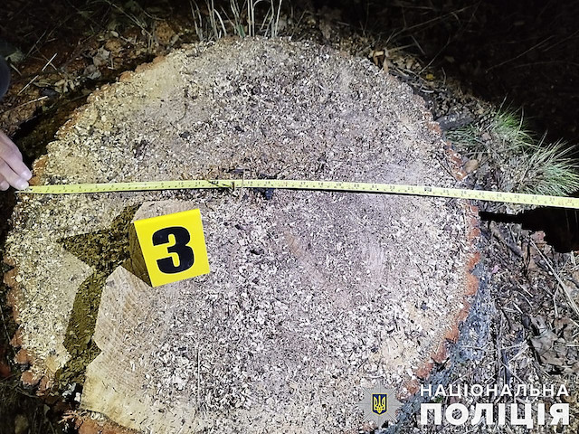 Свежие новости: У Вознесенському районі затримали «чорних» лісорубів