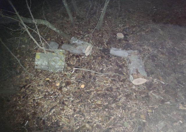 Свежие новости: Жителю Первомайского района сообщили о подозрении в незаконной порубке деревьев