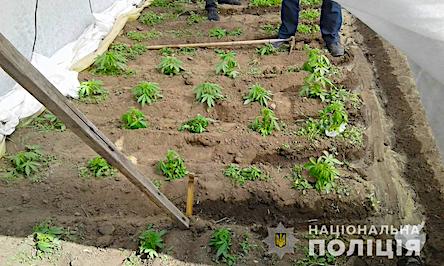 Фото новости: В Вознесенске мужчина выращивал в теплице 65 кустов конопли Свежие новости: В Вознесенске мужчина выращивал в теплице 65 кустов конопли