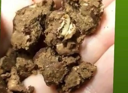 Свежие новости: ВИДЕО: В Николаеве на утреннике детям вручили конфеты с червями