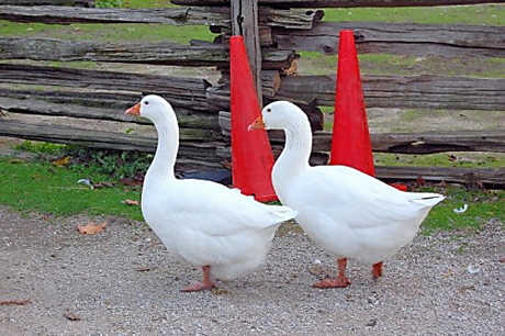 Свежие новости: На Николаевщине вора, укравшего двух гусей усадили за решетку на 3,5 года