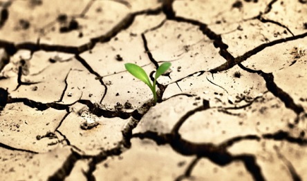 Свежие новости: Правительство планирует финансово помочь аграриям, которые потеряли посевы